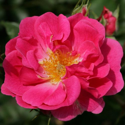 E-commerce, vendita, rose, in, vaso rose floribunde - rosa - Rosa Bad Wörishofen ® - rosa non profumata - W. Kordes’ Söhne® - ,-